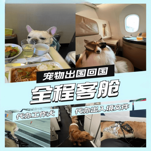 烟台市宠物托运到白俄罗斯宠物入境规定和要求